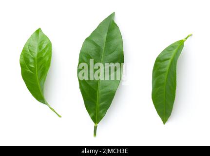 Feuilles de citron isolées sur fond blanc Banque D'Images