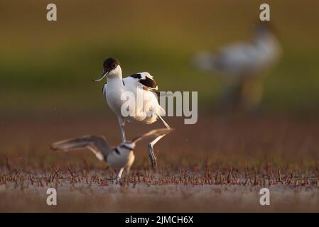 L'avocat à capuchon noir (Recurvirostra avosetta) et le Pluvier kentish (Charadrius alexandrinus) au bord de l'eau, le delta du Danube Banque D'Images