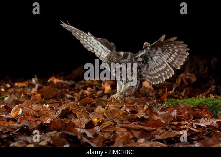 La chouette de Tengmalm (Aegolius funereus) lors d'une attaque de proies, Thuringe, Allemagne Banque D'Images