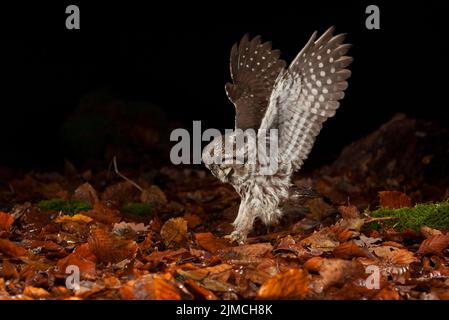 La chouette de Tengmalm (Aegolius funereus) lors d'une attaque de proies, Thuringe, Allemagne Banque D'Images