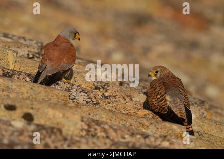 Petit Kestrel (Falco naumanni), paire sur toit en tuiles, Estrémadure, Espagne Banque D'Images