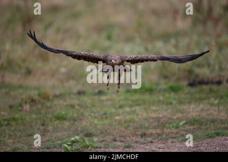 Aigle à tête blanche (Clanga pomarina) en vol, Mecklembourg-Poméranie-Occidentale, Allemagne Banque D'Images