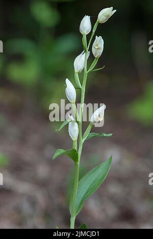 Helléborine blanche (Cephalanthera damasonium), Bavière, Allemagne Banque D'Images