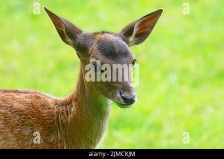 Cerf de Virginie (Dama dama), veau, enfant animal, portrait animal, Schleswig-Holstein, Allemagne Banque D'Images