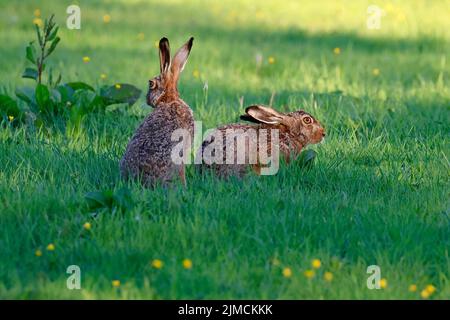 Deux lièvres européennes (Lepus europaeus), paire de lièvres dans un pré à la lumière du soir, Schleswig-Holstein, Allemagne Banque D'Images