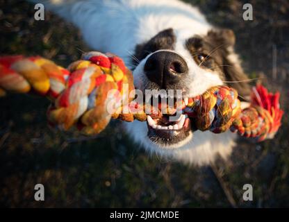 Gros plan portrait de chien jouant avec la corde Banque D'Images