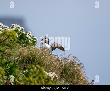 Puffin (Fratercula arctica) étire les ailes, Puffin se trouve dans un pré parmi les fleurs, l'Islande Banque D'Images