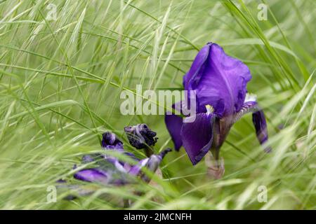 Iris violet bleu coloré poussant dans l'herbe Banque D'Images