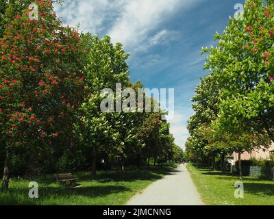 Allée de châtaignier avec arbres à fleurs rouges et blancs Banque D'Images