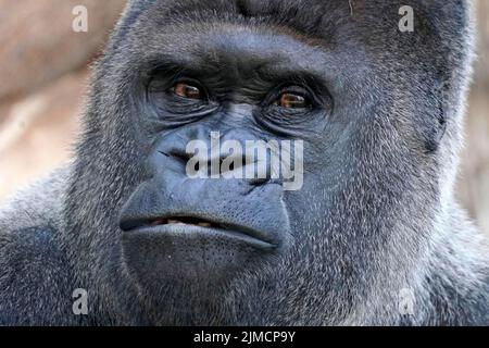 Gorille de l'Ouest (Gorilla gorilla), silverback, portrait d'animal, captif Banque D'Images