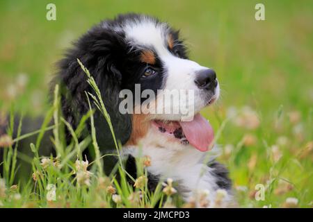 Chien domestique de montagne bernois (Canis lupus familiaris) chiot, chiot couché dans l'herbe, portrait, Rhénanie-Palatinat, Allemagne Banque D'Images