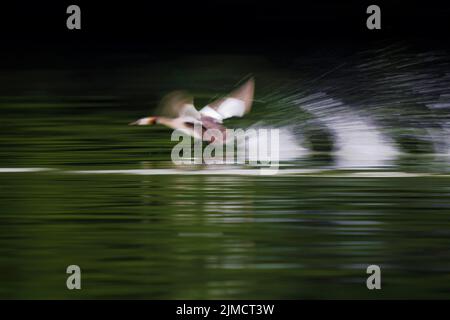 Grand Grebe à crête (Podiceps cristatus), courant sur l'eau, se déplacer le long, flou de mouvement, Hesse, Allemagne Banque D'Images