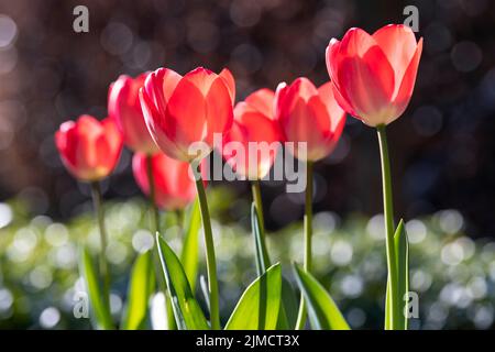 Tulipes rouges avec bokeh des gouttes Banque D'Images