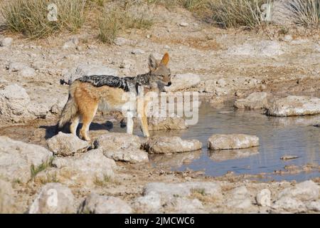 Jackal à dos noir (Canis mesomelas), adulte debout au trou d'eau, Alert, Parc national d'Etosha, Namibie, Afrique Banque D'Images