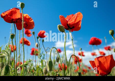 Fleurs de pavot rouge et ciel bleu Banque D'Images