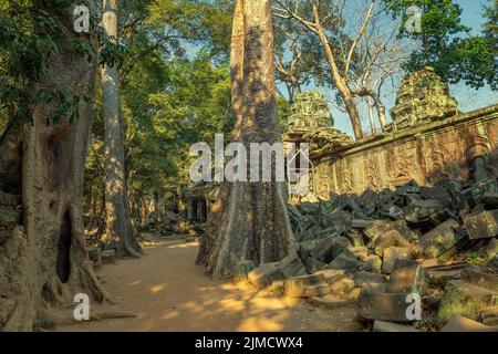 Temple de Ta Prohm à Angkor Wat au Cambodge Banque D'Images