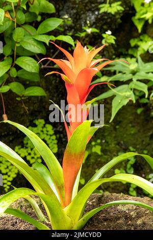 Torche Bromelia Guzmania Banque D'Images