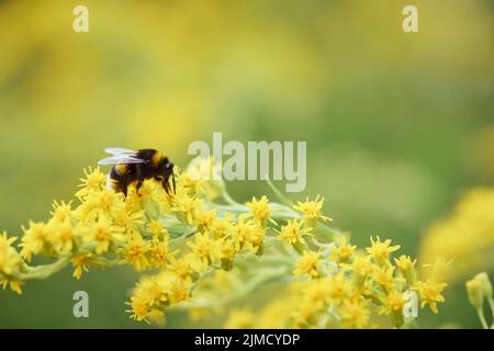 Bumblebee de jardin (Bombus hortorum) collectant le nectar d'une fleur jaune de verge rouge (Solidago), Styrie, Autriche Banque D'Images