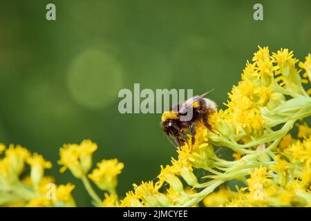 Bumblebee de jardin (Bombus hortorum) collectant le nectar d'une fleur jaune de verge rouge (Solidago), Styrie, Autriche Banque D'Images