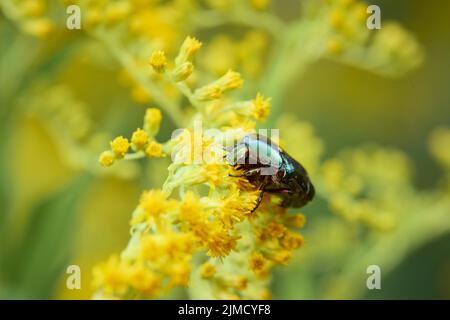 Chaserer de roses (Cetonia aurata) assis sur une fleur jaune d'or (Solidago), Styrie, Autriche Banque D'Images