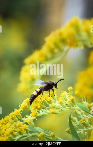 La moraillon (Scolia hirta) vole d'une fleur jaune de verge rouge (Solidago), Styrie, Autriche Banque D'Images