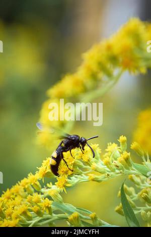 Guêpe de poignard (Scolia hirta) collectant le nectar d'une fleur jaune de verge rouge (Solidago), Styrie, Autriche Banque D'Images