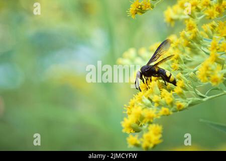 Guêpe de poignard (Scolia hirta) collectant le nectar d'une fleur jaune de verge rouge (Solidago), Styrie, Autriche Banque D'Images