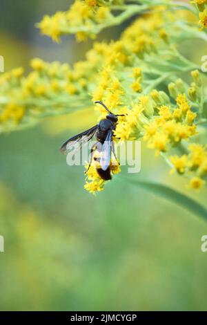 Guêpe de poignard (Scolia hirta) collectant le nectar d'une fleur jaune de verge rouge (Solidago), Styrie, Autriche Banque D'Images