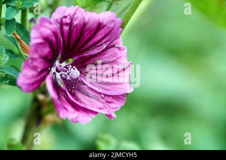 Belle fleur de couleur saturée Alcea rosea, Rose Mallow ou Hollyhock. Gros plan de Alcea rosea, de Rose Mallow ou de Hollyhock dans le gard Banque D'Images