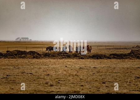 Troupeau de magnifiques chevaux islandais qui broutage dans la prairie à la ferme par temps de pluie nuageux Banque D'Images