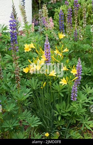 Fleurs lupin en fleurs. Un champ de lupins. Lupin violet et rose dans le pré Banque D'Images
