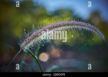 L'herbe communiste fleurit au soleil. L'herbe communiste fleurit en plein soleil au coucher du soleil, des fleurs brillantes et minces avec leurs cheveux. Banque D'Images