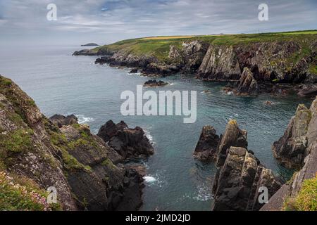 Côte du Pembrokeshire NR St Davids au pays de Galles pris du sentier côtier du Pemprokshire. Banque D'Images