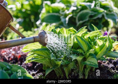 Arrosage des plantes sur le lit de fleurs dans le jardin d'été Banque D'Images