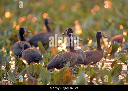 Veuve Whistling Goose dans le parc national de Gorongosa au Mozambique Banque D'Images