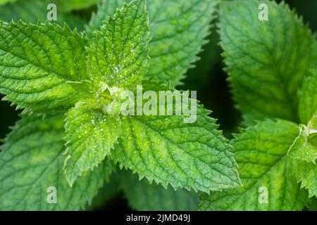 Menthe verte parfumée (Mentha suaveolens) dans le jardin d'été, gros plan Banque D'Images
