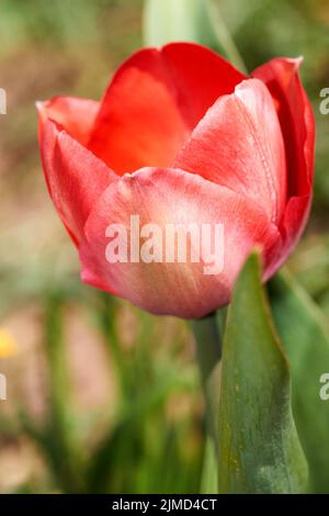 Le premier bourgeon de tulipe rouge fleuri dans un lit de fleur de printemps. Banque D'Images