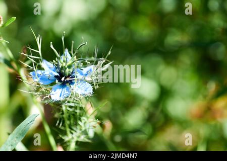 Cornflowers en été. Belle fleur de maïs. Banque D'Images