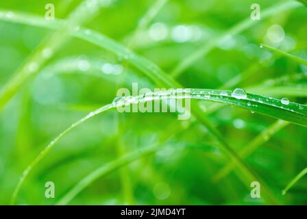 Belle herbe verte après la pluie avec des coulures d'eau, fond de nature macro Banque D'Images