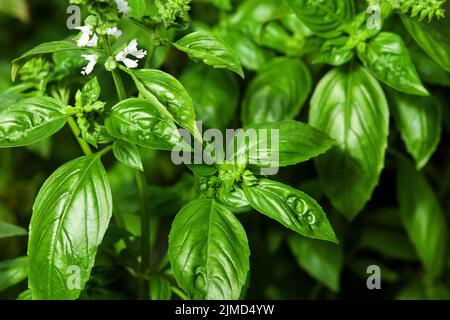 Plantes de basilic vert avec des fleurs poussant dans le potager Banque D'Images