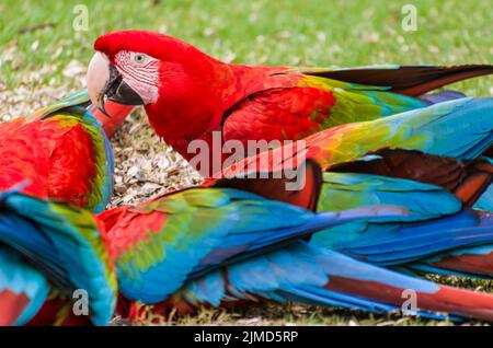 Dans l'ara rouge magnifique zone humide du Brésil. Banque D'Images
