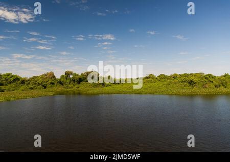 Belle image de la zone humide du Brésil, région riche en faune et flore. Banque D'Images