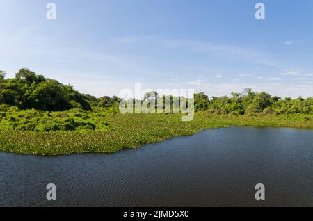 Belle image de la zone humide du Brésil, région riche en faune et flore. Banque D'Images
