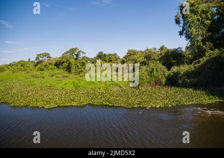 Belle image de la zone humide du Brésil, région riche en faune et flore. Banque D'Images
