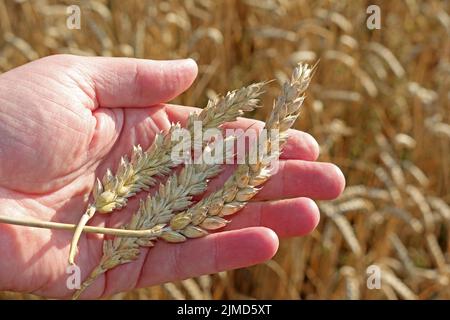 La production agricole, affectée par le réchauffement climatique, l'inflation et la guerre en Ukraine Banque D'Images