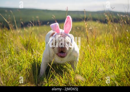 Super concept de Pâques. Cute dog race bouledogue anglais habillé en lapin de Pâques s'exécutant sur la pelouse. Banque D'Images