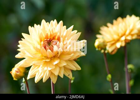 Fleur de Dahlia appelée Dahlia Sylvia, cultivée dans un jardin Banque D'Images