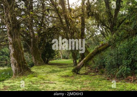 La forêt verte mystique du Brésil, sol moussu. Banque D'Images