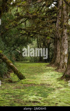 La forêt verte mystique du Brésil, sol moussu. Banque D'Images