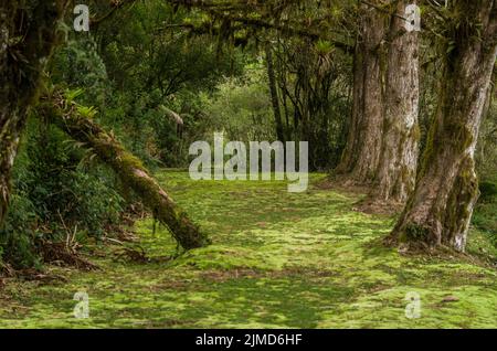 La forêt verte mystique du Brésil, sol moussu. Banque D'Images